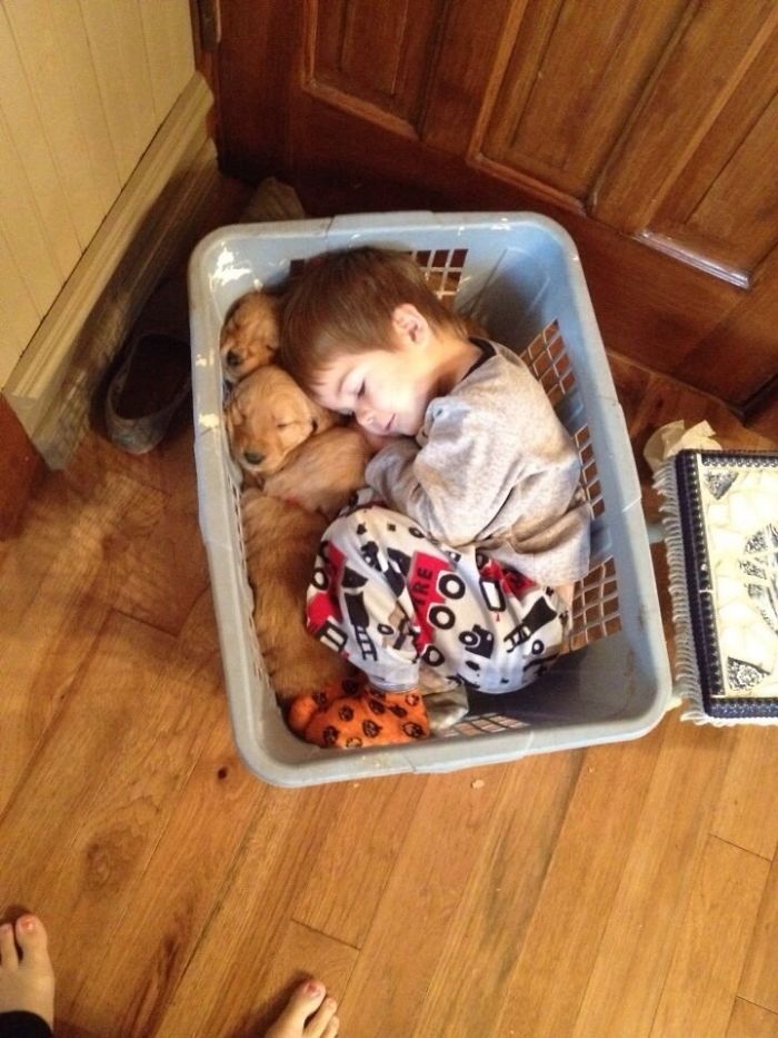 15-photos-proving-that-retrievers-are-the-best-dogs-ever-13