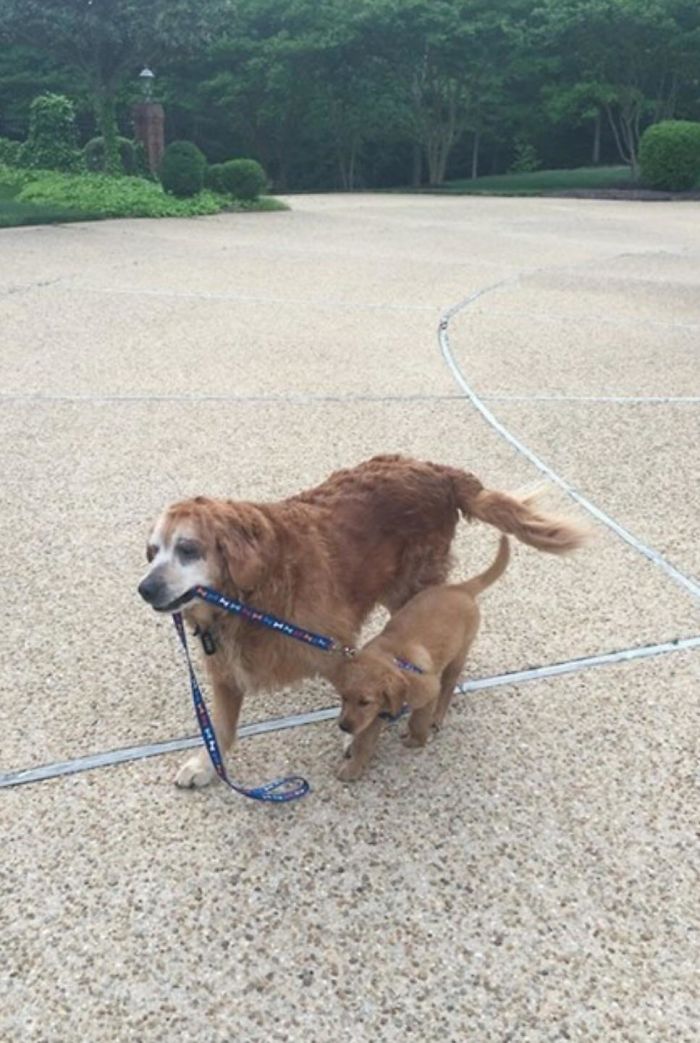 15-photos-proving-that-retrievers-are-the-best-dogs-ever-16