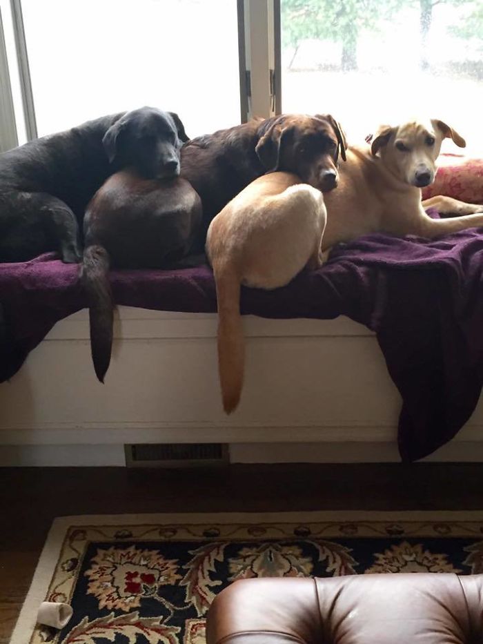 15-photos-proving-that-retrievers-are-the-best-dogs-ever-19