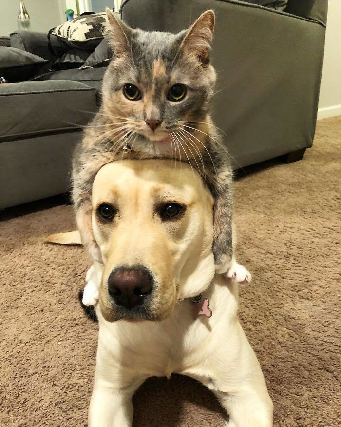 15-photos-proving-that-retrievers-are-the-best-dogs-ever-20