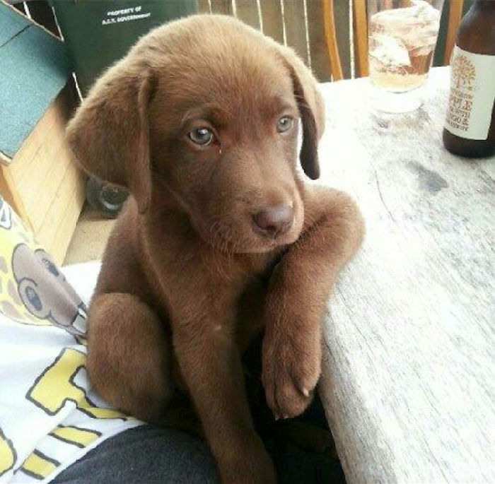 15-photos-proving-that-retrievers-are-the-best-dogs-ever-21