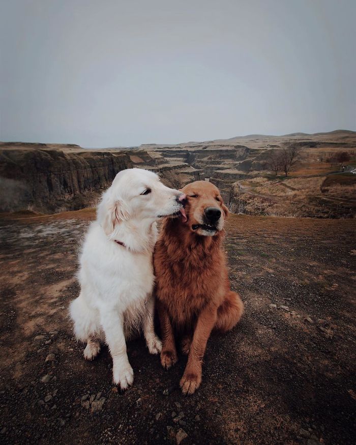 15-photos-proving-that-retrievers-are-the-best-dogs-ever-23