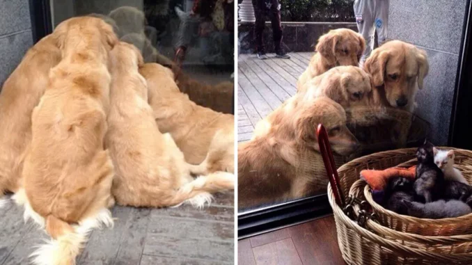 15-photos-proving-that-retrievers-are-the-best-dogs-ever