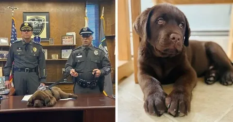 Abandoned Dog Begs Police