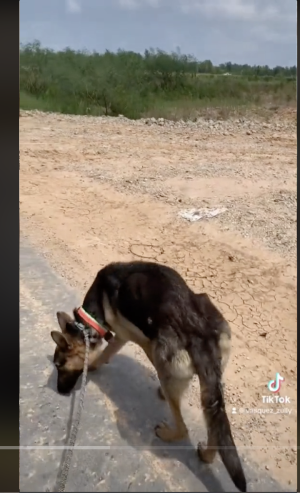 1687222964_325_heartwarming-clip-rescuer-follows-stray-dog-to-find-her-puppies