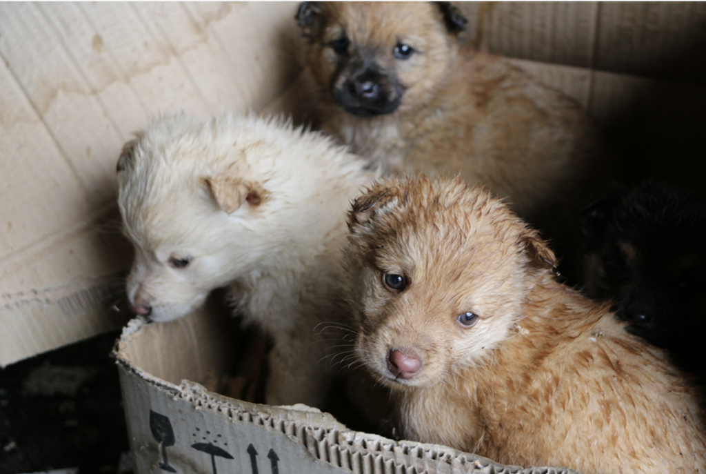 1687222964_480_heartwarming-clip-rescuer-follows-stray-dog-to-find-her-puppies