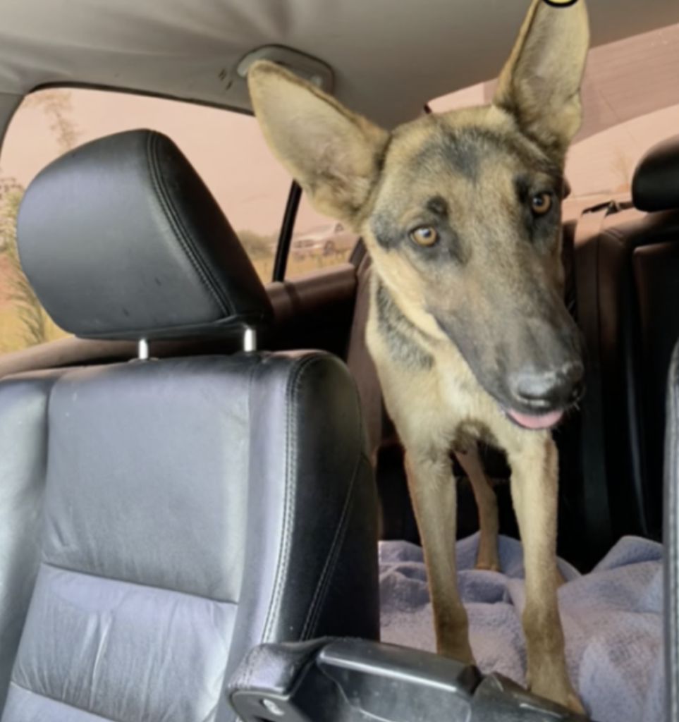 1687222964_98_heartwarming-clip-rescuer-follows-stray-dog-to-find-her-puppies