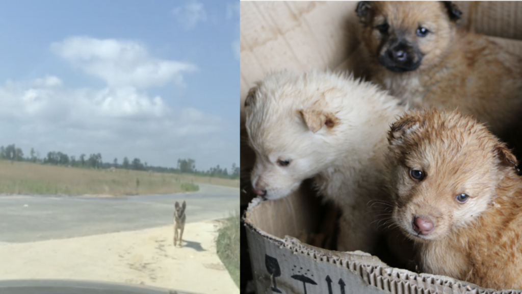 1687222965_186_heartwarming-clip-rescuer-follows-stray-dog-to-find-her-puppies