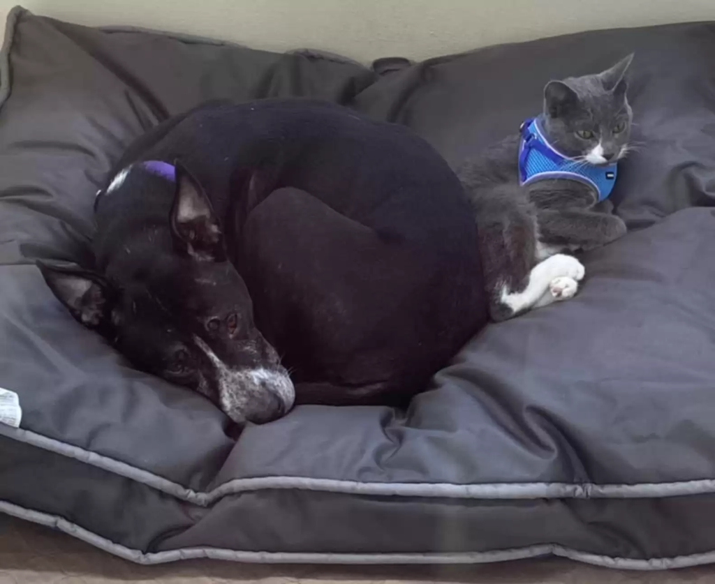 1688715720_937_unbreakable-bond-dog-and-cat-found-together-in-field-refuse