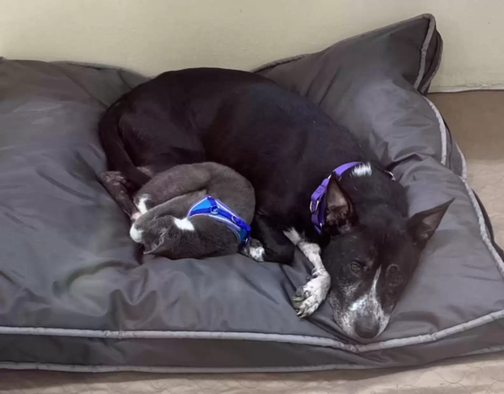 1688715720_964_unbreakable-bond-dog-and-cat-found-together-in-field-refuse