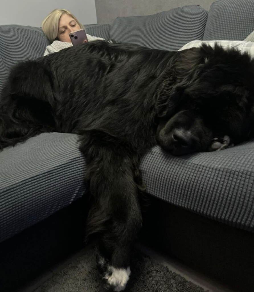 1690234736_776_gentle-giant-meet-sherman-the-154-pound-lapdog