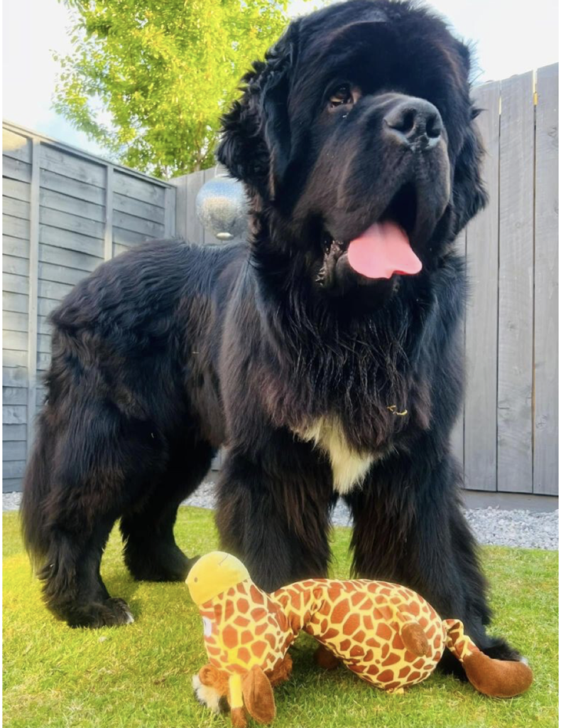 1690234736_826_gentle-giant-meet-sherman-the-154-pound-lapdog