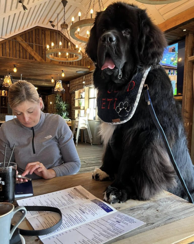 1690234736_910_gentle-giant-meet-sherman-the-154-pound-lapdog