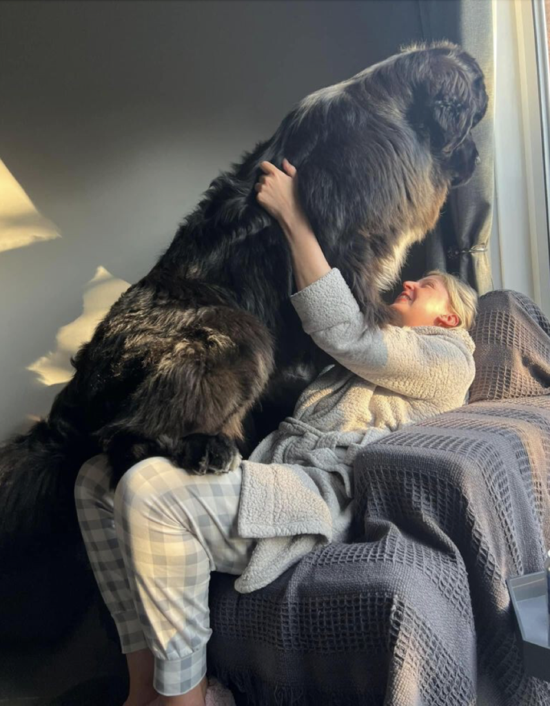 1690234737_792_gentle-giant-meet-sherman-the-154-pound-lapdog
