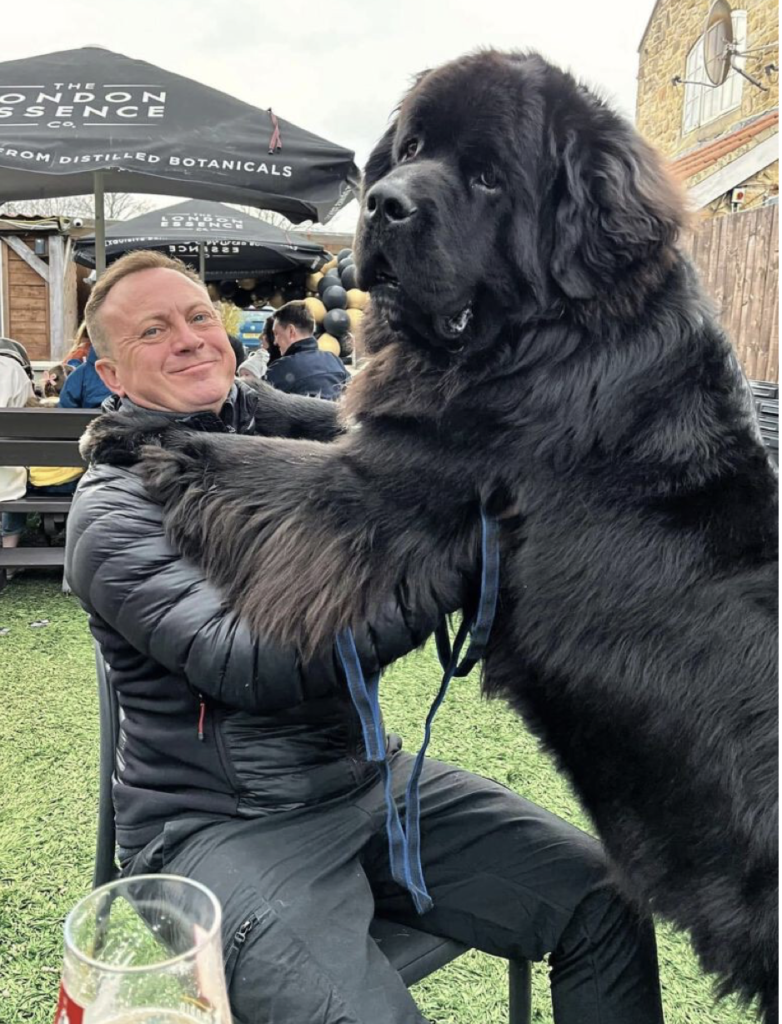 1690234737_861_gentle-giant-meet-sherman-the-154-pound-lapdog