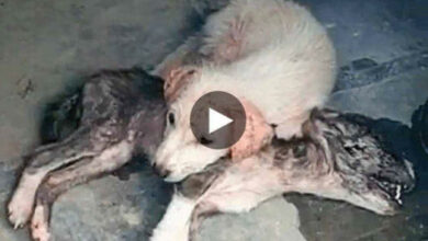 The little dog lying