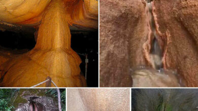 Nature’s Curious Revelations