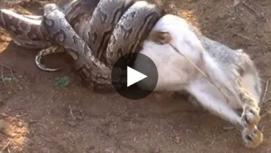 python devouring an adult dog
