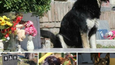 A Heartwarming Tale of Dog