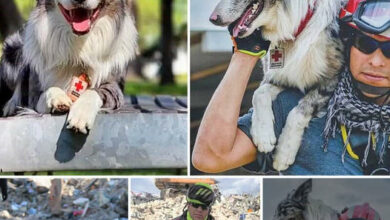 From Poisoned Pup to Hero