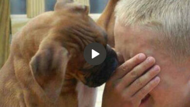 The gesture of a dog