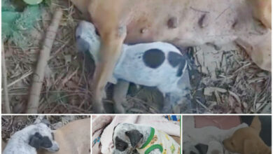 This grieving pup refuses