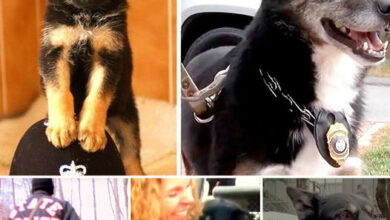 Rescuer Saves Pup