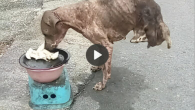 Tears in the streets