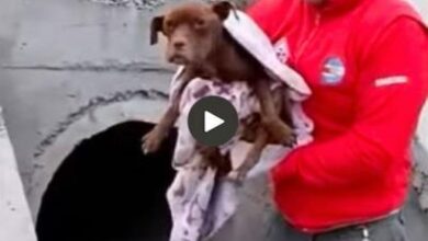 Yearning for a Miracle