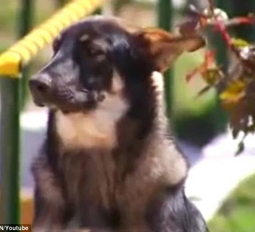 4970548f00000578-5418077-image-a-3_1519227921904-1