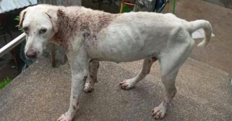 Terrified Street Dog