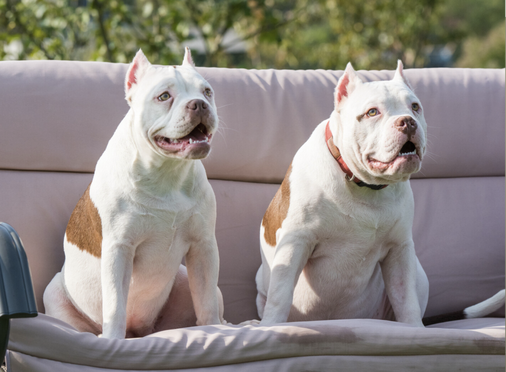 couples-ingenious-revenge-on-noisy-neighbors-who-set-off-late-night