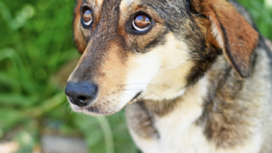 French Mayor Introduces