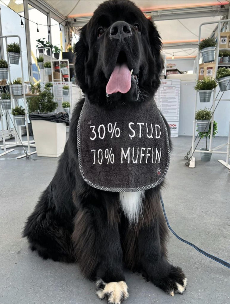 gentle-giant-meet-sherman-the-154-pound-lapdog