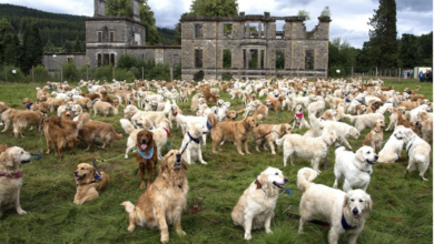 Golden Retrievers Unite