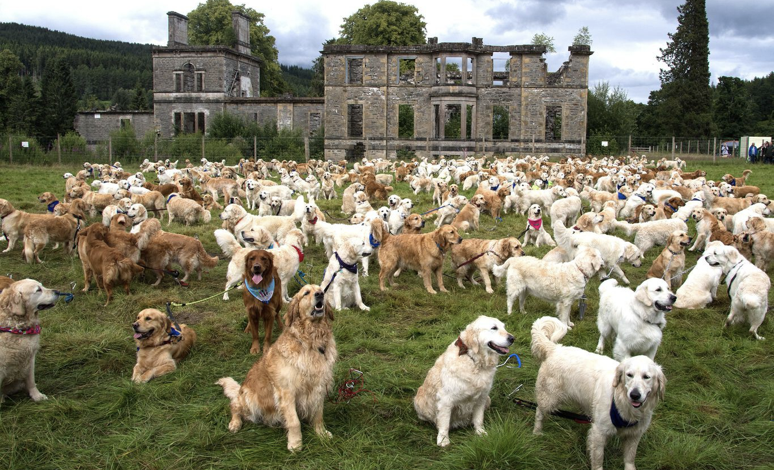 Golden Retrievers Unite