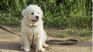 great pyrenees