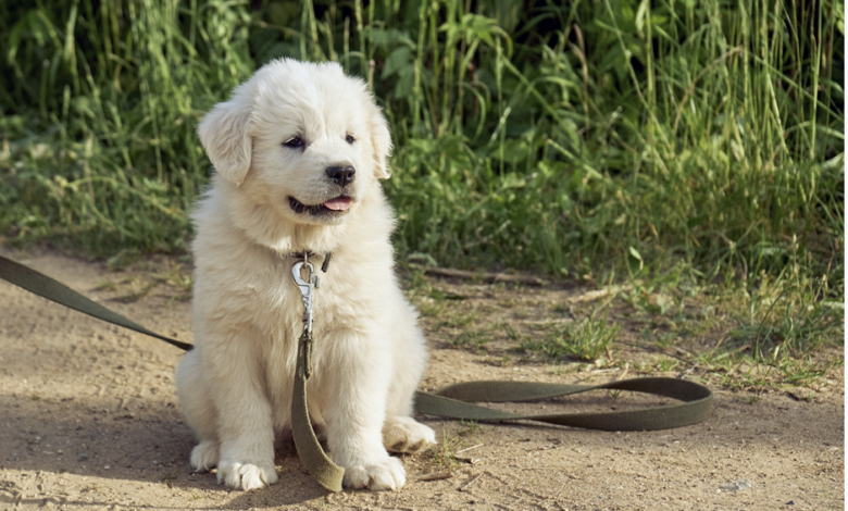 great pyrenees