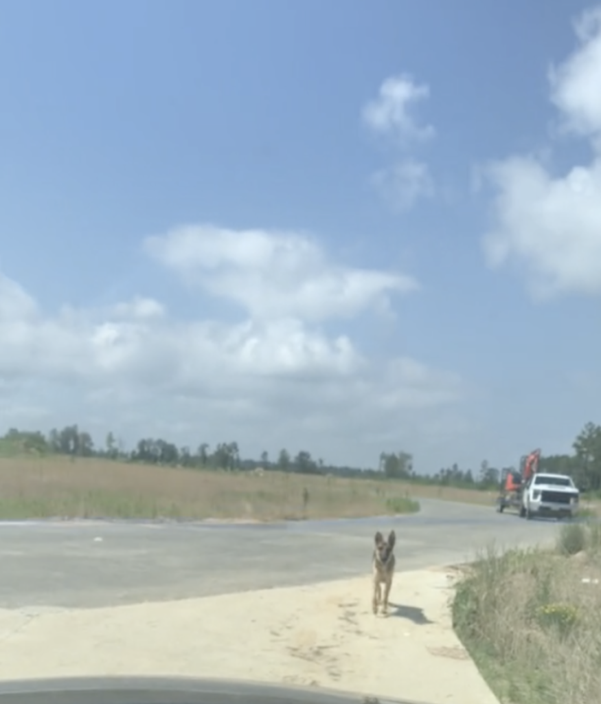 heartwarming-clip-rescuer-follows-stray-dog-to-find-her-puppies