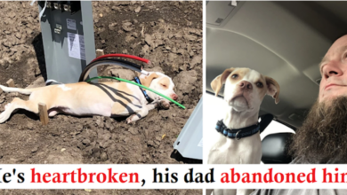 Kind Man Saves Abandoned Puppy