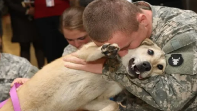 Elderly Dog Overwhelmed