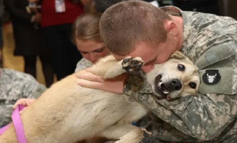 Elderly Dog Overwhelmed