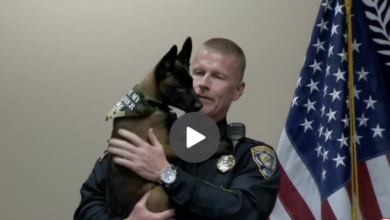 Heartwarming Surprise