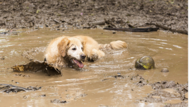 Mischievous Granddog Loki