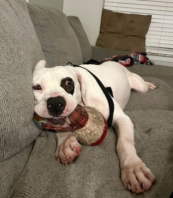 petey-playing-1