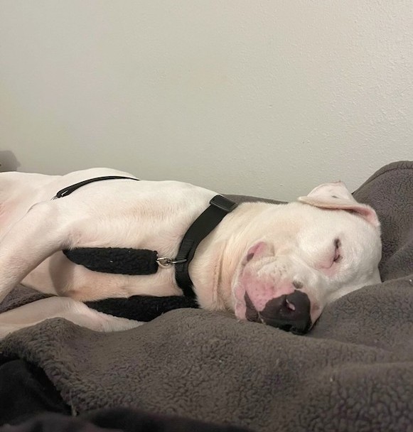 petey-smiles-1