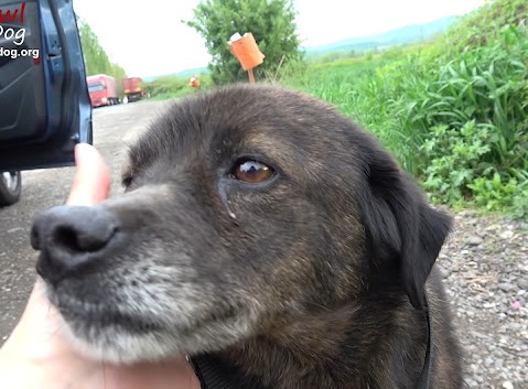 saving-this-homeless-dog-just-before-a-rainstorm-3-10-screenshot