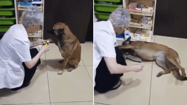 stray-dog-walks-to-pharmacy-and-asks-for-help-her-injured-paw-111