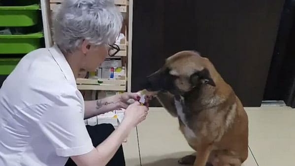 stray-dog-walks-to-pharmacy-and-asks-for-help-her-injured-paw-2