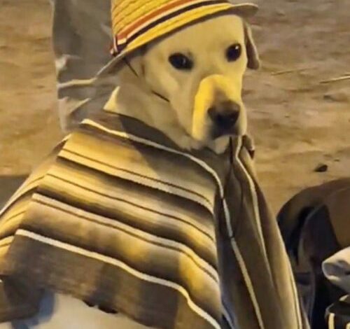 The Moment the Dog